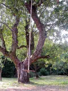 Swing on tree